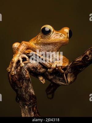 Ein rauer Frilled Tree Frog (Kurixalus appendiculatus), der auf einem Ast vor einem schlichten Hintergrund ruhte Stockfoto