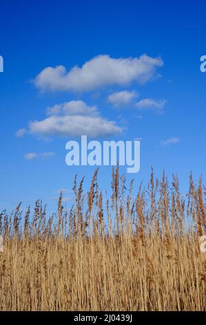 Reedbeds bei Cley-next-the-Sea, North norfolk, england Stockfoto