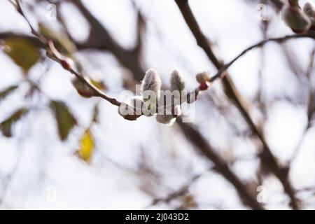 Blühende flauschige Triebe auf Weidenzweigen im Frühjahr Stockfoto