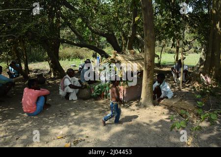 Santiniketan, Indien. 15. März 2022. Baha das Blumenfest von Santal in Birbhum. In Santali bedeutet ‘Baha' Blume. Baha wird unter Santal gefeiert, wenn in der Frühjahrssaison neue Blumen auf Bäumen blühen, besonders auf dem ‘Sal' Baum, der ein heiliges Zeichen der Santals ist, die sie anbeten. (Foto: Samiran Nandy/Pacific Press) Quelle: Pacific Press Media Production Corp./Alamy Live News Stockfoto