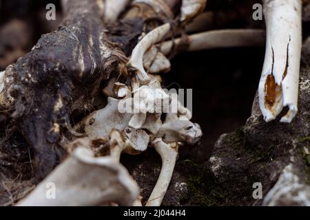 Freiliegendes Skelett und gebrochene Knochen aus einem Fuchskadaver Stockfoto