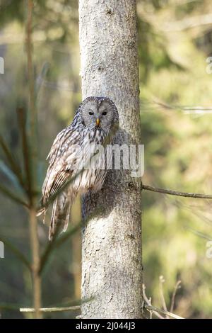 Seltene Wildvögel: Einzelne Ural-Eule ( Strix uralensis ), die in einem Baum sitzt und nach Beute wacht (deutsch: Habichtskauz) Stockfoto