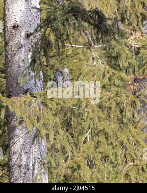 Seltene Wildvögel: Einzelne Uralkauz ( Strix uralensis ) versteckt zwischen grünen Zweigen Stockfoto