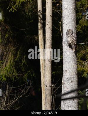 Seltene Wildvögel: Einzelne Uralkauz ( Strix uralensis ), die in einem Baum sitzt und nach Beute wacht Stockfoto