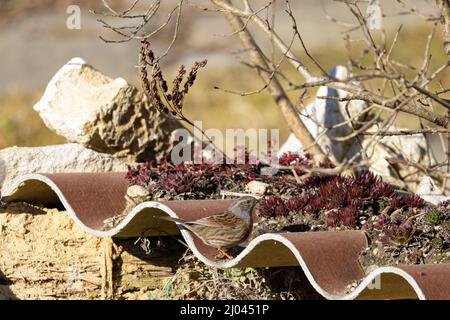 Wildvögel: Dunnock ( Prunella modularis ) auf einem bepflanzten Dachgarten sitzend Stockfoto