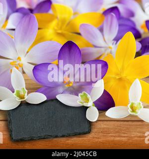 Crocus blüht und Schneeglöckchen blüht mit leerem Etikett auf Holzhintergrund Stockfoto