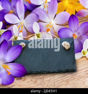 Crocus blüht und Schneeglöckchen blüht mit leerem Etikett auf Holzhintergrund Stockfoto