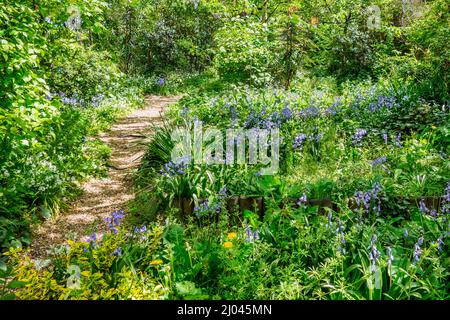 Waldweg, Bluebells, Frühling, Wälder, Sonnenschein, getupft, Stockfoto