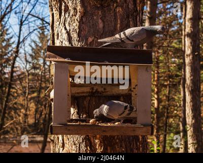 An einem sonnigen Herbsttag pickt ein Paar Tauben in einem Holzfutterhäuschen, das an einem Baumstamm in einem Park hängt, auf Futter. Nahaufnahme. Weichfokus. Stockfoto