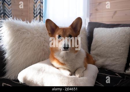 Süße rote Welsh Corgi Pembroke oder Cardigan Welpen liegt auf großen weißen und flauschigen Kissen Hund zu Hause. Stockfoto