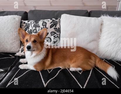 Der süße rote welsh pembroke oder Cardigan Corgi Welpe liegt zu Hause auf der Couch Stockfoto