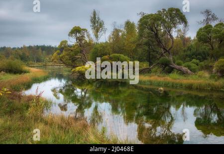 Schöne Weidenbäume am Flussufer im Park im Frühherbst. Landschaft mit Spiegelung Stockfoto