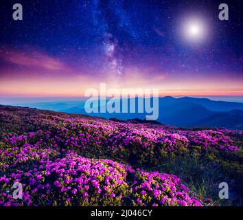 Toller Blick auf die magischen rosa Rhododendronblüten auf dem Hügel. Dramatische und fantastische Szene. Standort Karpaten, Ukraine, Europa. Beauty-Welt. Inst Stockfoto