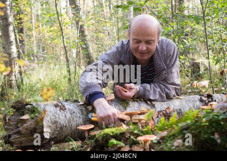 Pilze Honig Agarics wachsen auf dem Boden, im Gras im Wald, Russland. Herbstzeit Stockfoto