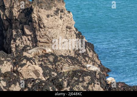 Atlantische Kegelrobben wurden ausgezogen, Skomer Island, Pembrokeshire, Wales, Großbritannien Stockfoto