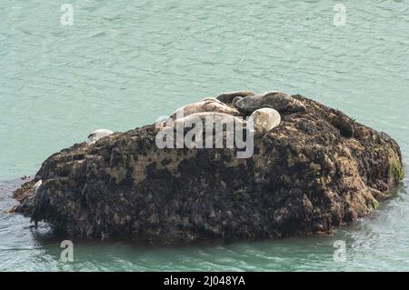 Atlantische Kegelrobben wurden auf der Loaf, Skomer Island, Pembrokeshire, Wales, Großbritannien, ausgezogen Stockfoto