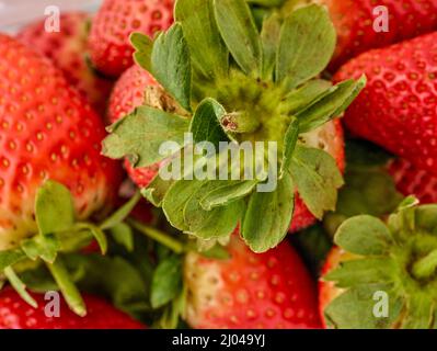 Makrofutter/Fruchtportrait mit einer sukkkkkkkkenden roten Erdbeere auf einfachem Hintergrund Stockfoto