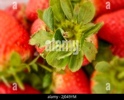 Makrofutter/Fruchtportrait mit einer sukkkkkkkkenden roten Erdbeere auf einfachem Hintergrund Stockfoto