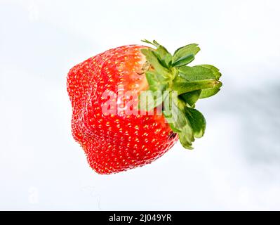 Makrofutter/Fruchtportrait mit einer sukkkkkkkkenden roten Erdbeere auf einfachem Hintergrund Stockfoto