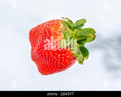 Makrofutter/Fruchtportrait mit einer sukkkkkkkkenden roten Erdbeere auf einfachem Hintergrund Stockfoto