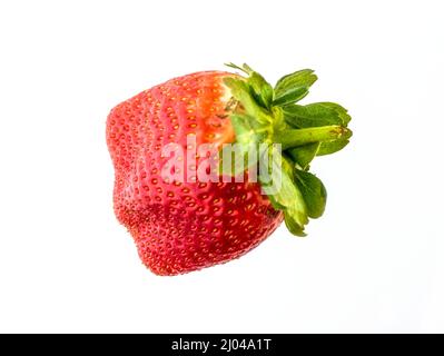 Makrofutter/Fruchtportrait mit einer sukkkkkkkkenden roten Erdbeere auf einfachem Hintergrund Stockfoto