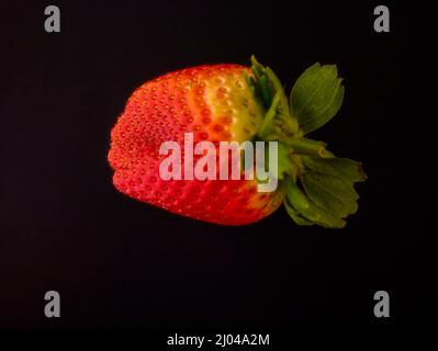 Makrofutter/Fruchtportrait mit einer sukkkkkkkkenden roten Erdbeere auf einfachem Hintergrund Stockfoto