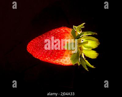 Makrofutter/Fruchtportrait mit einer sukkkkkkkkenden roten Erdbeere auf einfachem Hintergrund Stockfoto