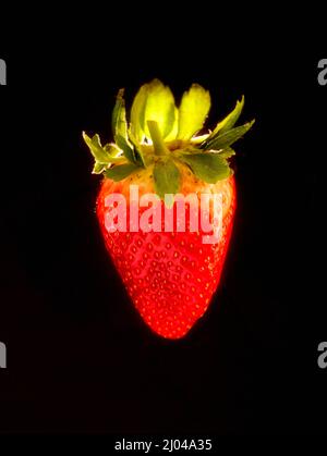 Makrofutter/Fruchtportrait mit einer sukkkkkkkkenden roten Erdbeere auf einfachem Hintergrund Stockfoto