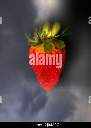 Makrofutter/Fruchtportrait mit einer sukkkkkkkkenden roten Erdbeere auf einfachem Hintergrund Stockfoto