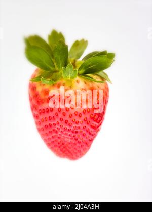 Makrofutter/Fruchtportrait mit einer sukkkkkkkkenden roten Erdbeere auf einfachem Hintergrund Stockfoto