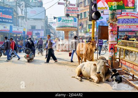 Indien. Varanasi Benares Uttar Pradesh. Heilige Kühe auf den Straßen Stockfoto