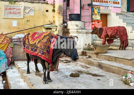 Indien. Varanasi Benares Uttar Pradesh. Heilige Kühe auf den Straßen Stockfoto