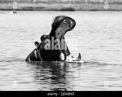 Großes Nilpferd mit weit geöffnetem Mund im Fluss Stockfoto