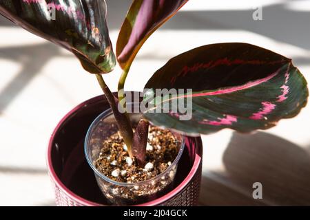 Calathea roseopicta Dottie, Rosé rosa Blatt Nahaufnahme auf der Fensterbank in hellem Sonnenlicht mit Schatten. Topfpflanzen, grüne Wohnkultur, Pflege und Pflege Stockfoto