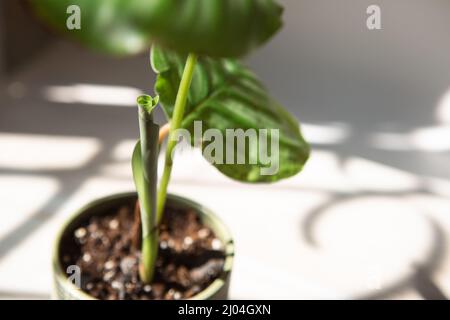 Sprout Calathea Orbifolia entfaltet in hellem Sonnenlicht mit Schatten  grnes Blatt aus nchster Nhe auf der Fensterbank. Topfpflanzen, grnes  Wohndekor, Pflege ein Stockfotografie - Alamy