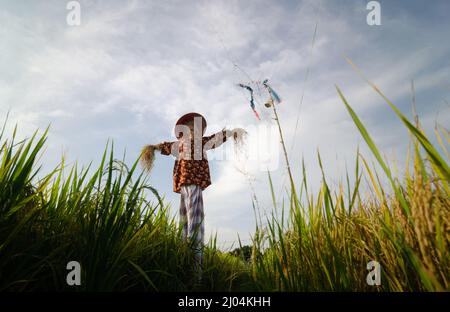 Vogelscheuchen mit malaysischem Kostüm schützen im Reisfeld Stockfoto