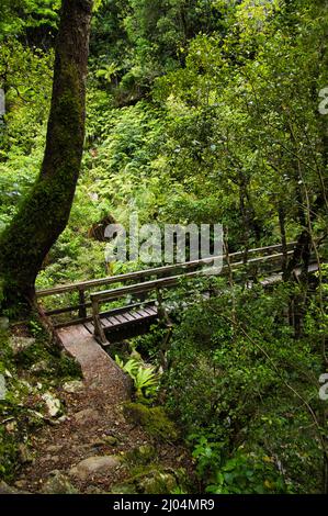 Holzbrücke über eine Schlucht im üppigen, gemäßigten Regenwald des Tararua Forest Park, im Süden von North Island, Neuseeland. Stockfoto