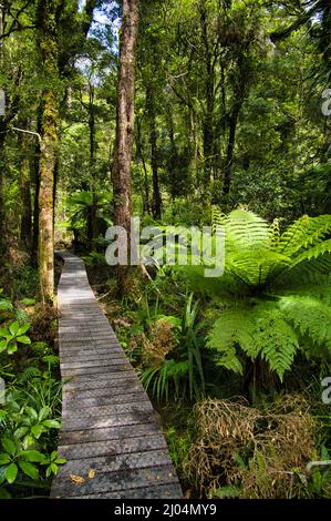 Holzsteg durch ein sumpfiges Gebiet des üppigen gemäßigten Regenwaldes des Tararua Forest Park, Neuseeland, ein riesiger Baumfarn im Vordergrund. Stockfoto