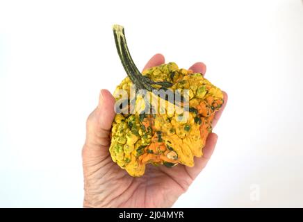 Dekorative und dekorative Kürbisse sind ungewöhnlich und schön geformte Mitglieder der Kürbisse-Familie, hergestellt.während der Herbst- und Herbstsaison. Stockfoto