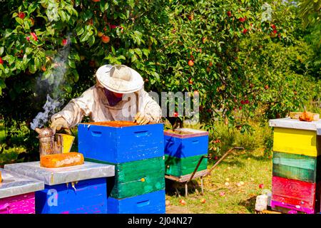 Der Imker kontrolliert die Situation im Bienenvolk und drückt den Rauchtopf, um die Bienen zu beruhigen. Stockfoto