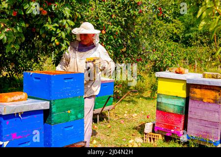Der Imker kontrolliert die Situation im Bienenvolk und drückt den Rauchtopf, um die Bienen zu beruhigen. Stockfoto