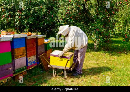 Der Imker nimmt die Wabe auf einem Holzrahmen heraus, um die Situation in der Bienenkolonie zu kontrollieren und packt die Rahmen auf die Schubkarre. Stockfoto