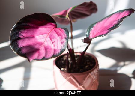 Calathea roseopicta Dottie, Rosé rosa Blatt Nahaufnahme auf der Fensterbank in hellem Sonnenlicht mit Schatten. Topfpflanzen, grüne Wohnkultur, Pflege und Pflege Stockfoto