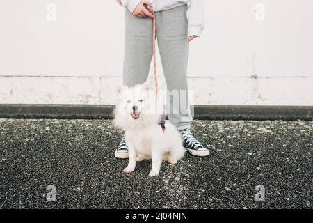 Mädchen steht und hält eine Leine für einen kleinen süßen flauschigen Hund Stockfoto