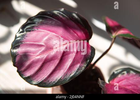 Calathea roseopicta Dottie, Rosé rosa Blatt Nahaufnahme auf der Fensterbank in hellem Sonnenlicht mit Schatten. Topfpflanzen, grüne Wohnkultur, Pflege und Pflege Stockfoto