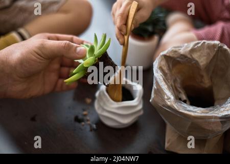 Vater und Kinder verpflanzen eine Sukkkkkulente in einen neuen Topf Stockfoto