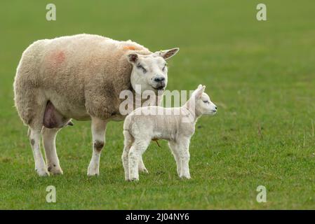 Nahaufnahme eines feinen Texeler Mutterschafs oder eines weiblichen Schafes mit ihrem neugeborenen Lamm, das im Frühjahr auf einer grünen Wiese steht, sauberer, grüner Hintergrund. North Yorksh Stockfoto