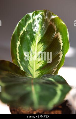 Calathea roseopicta Medaillon und Marion Variety - Nahaufnahme Blatt auf der Fensterbank in hellem Sonnenlicht mit Schatten. Topfpflanzen, grünes Haus de Stockfoto