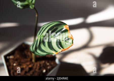 Probleme bei der Kultivierung von heimischen Pflanzen - Blätter, die von einer Spinnmilbe betroffen sind, gelbe und trockene Spitzen, der Überlauf der Pflanze, Verrottung der Wurzel Stockfoto