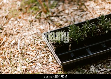 Vier Sämlinge in Kunststoffbehältern sitzen in einem Tablett bereit gepflanzt werden Stockfoto